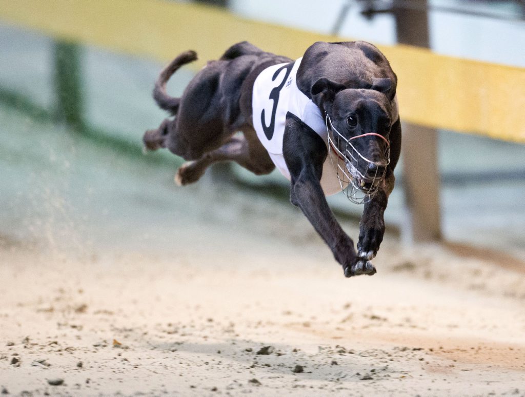 The Gosford Cup is the next target for the Whiteman Creek trained Magic Display. The Gosford Cup is the next target for the Whiteman Creek trained Magic Display.